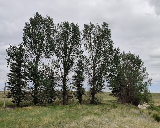 DEQ Awards Annual Coal Reclamation Award to Cordero Rojo Mine for Outstanding Reclamation Work